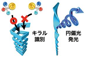 ラダー高分子：構造と機能のデザイン革命