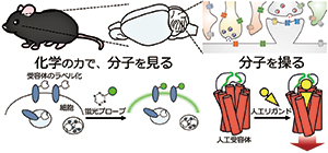 化学の力で細胞や生体内の分子を見る・操る