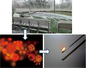 微細藻類をバイオ燃料に変換する研究